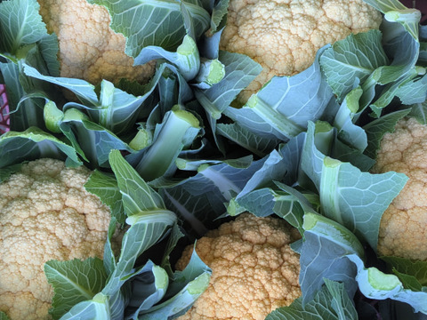 ❄☃️７品冬の野菜セット☃️❄