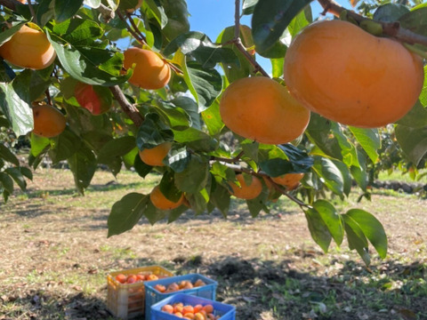 【ゲン担ぎ福袋】『あんぽ柿』10パック　しっとりトロッと冬の贅沢スイーツ