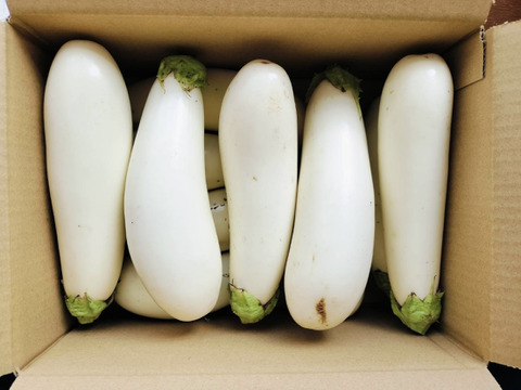 【お得なまとめ買い！！固定種野菜】自然栽培！！「フォアグラ」とも例えられるとろける食感の白ナス