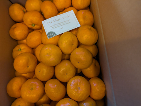 【完熟有田みかん】5キロSサイズ　ギフトにも！　温州みかん　宮川早生　早生みかん　【冬ギフト】