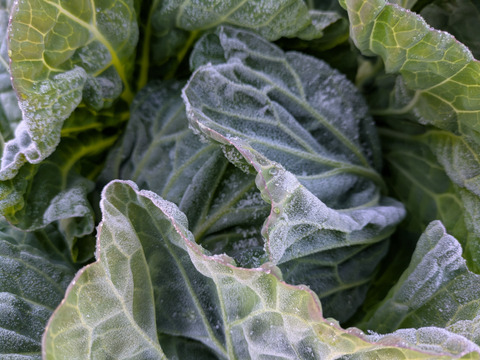 ２玉🌊海風🌊春キャベツ🌊