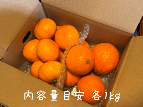【旬は一瞬】福まどんな + 福みかん 各1kg《ご家庭用》｜サイズ混合｜愛媛・西宇和産｜こたつで食べたい！みかん・まどんなセット