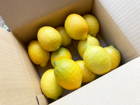 ワックス/防腐剤不使用　ジューシー香り抜群！広島大長産レモン2KG（M～２L：約13個)
