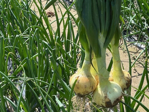 甘くみずみずしい　❣❣　　　　
　九十九里産　新玉ねぎ　2Kg