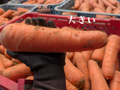 香りが濃い～🥕皮ごと食べたい
大きめ有機人参 宮崎県綾町産(ご家庭用10kg)
