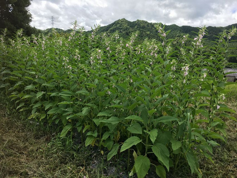 ★ラスト1個！(≧▽≦)！★
【黒ごま】（生・洗いごま・未焙煎）100g　農薬不使用・化学肥料不使用　令和5年　岐阜県産【クリックポスト・送料差額割引中】