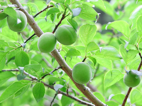 【超希少】最高級紅南高梅１ｋｇ ４Ｌサイズ以上 農薬不使用 自然栽培 四万十産