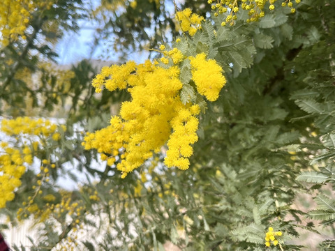 【ふわふわのミモザ10本】ふわふわのミモザ、3月20日金曜日着までの発送になります。花瓶に入れてゆっくり楽しんだ後は、ユーカリと一緒にリースにして長くお楽しみいただけます。