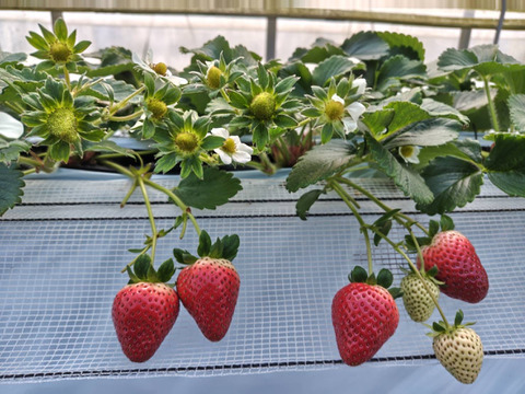 ２～３月限定！極甘！濃厚！特大！広島県北広島町産おいCベリーDXサイズ６粒入り×４P