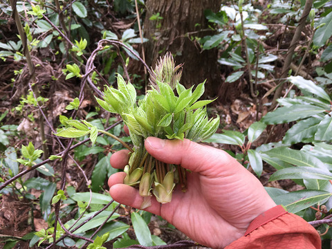【天然物は香りが違う！！】採れたてコシアブラ 約150g ＋たらの芽 約200g＋オマケ1種【2024年予約注文】