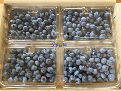 【冷蔵】ジャム用「高滝湖ブルーベリー」（露地栽培）１Kg（ハイブッシュ）