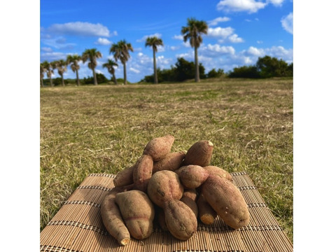 種子島産 安納芋 B品（S〜Mサイズ）3kg｜甘くて濃厚🍠｜aimo農園直送