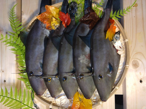 【刺身用】天然ウマヅラハギ 300g以上×5匹｜日本海・深浦直送｜未来丸厳選