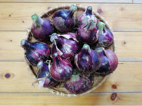 新赤タマネギ　２．５㎏【農薬化学肥料不使用】【酢タマネギのレシピ入り】【金曜日常温便で発送】【熨斗(のし)対応可】