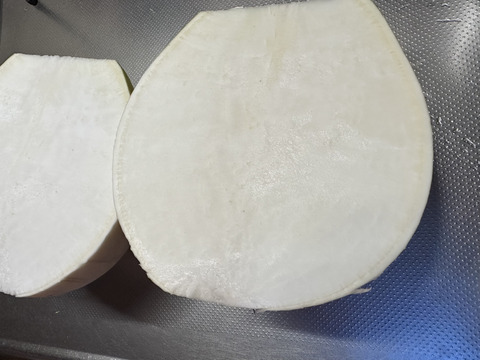 【栽培期間中農薬不使用】聖護院大根4kg以上（２〜3玉）煮炊きものに最適！サイズ不揃いのご自宅用で数量限定販売です！