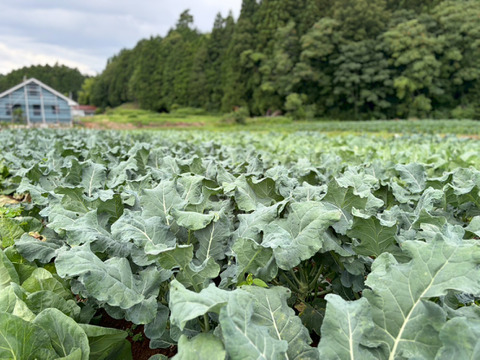 信州産朝採れ！おまかせ旬の野菜セットB