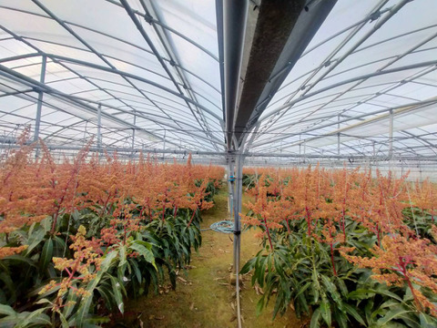 沖縄の恵みで心も満たす！ご褒美マンゴー【特選】（2㎏・4～6玉）