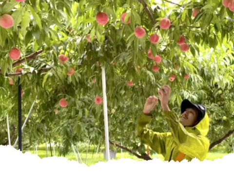 【2026年予約早割】初夏を彩る桃 品種はおまかせ！朝採りした桃をその日に発送します！