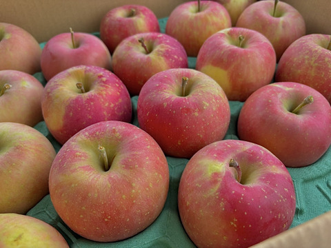 【訳あり】青森県産りんご 葉取らずふじ10kg