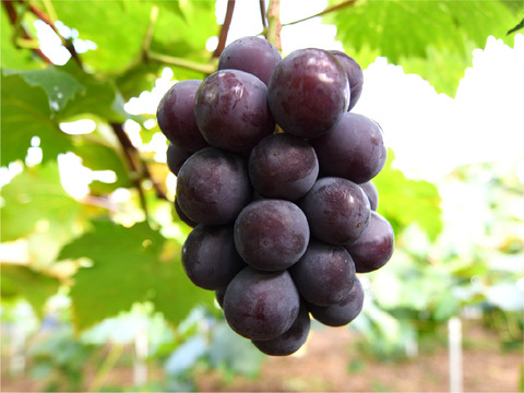 花笑み農園　岡山のニューピオーネ　500g以上（中1房）【9/9～順次発送】P-中1