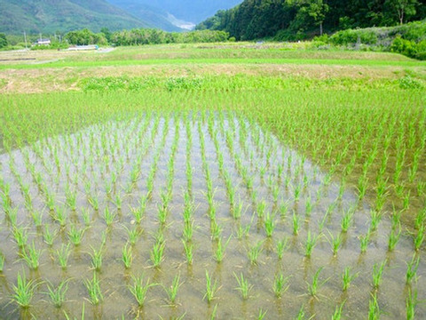 【最高級もち米!石川県産かぐらもち米】もち米2kg