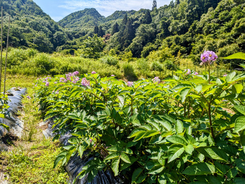 じゃがいも２種食べ比べ/アンデスレッド2.5kg/デジマ2.5kg/計５kg【栽培期間中農薬不使用】数量限定