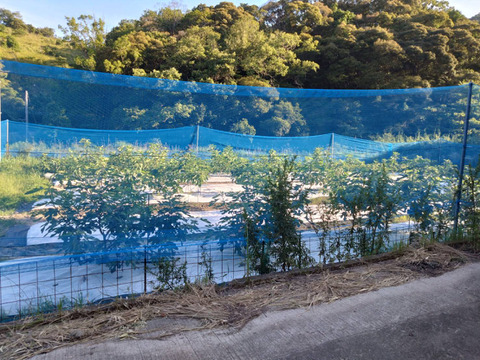 希少イチジク2種セット【農薬化学肥料不使用】和歌山県産