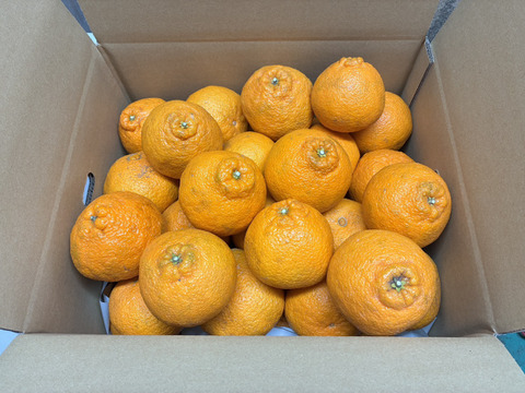 甘くてジューシー！『広島県産しらぬい』10kg（40個前後）