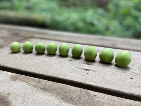 【6/8、9出荷限定　小田原産　白加賀　青梅】 (３ｋ)梅シロップ、梅酒に最適！新鮮もぎたて直送！神奈川県は小田原辻村農園・山林より梅の販売！まだ間に合います！2024年天皇杯受賞の農園・山林です！