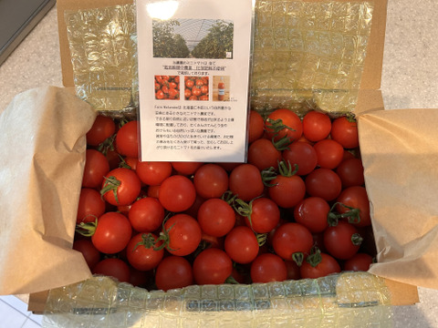 北海道仁木町産//高糖度ミニトマト【エコスイート】1.2kg 栽培期間中農薬、化学肥料不使用、除草剤不使用