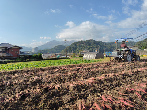 【訳あり品】「べにはるか10kg」（小～中サイズ、自然栽培：栽培期間中農薬・肥料不使用）