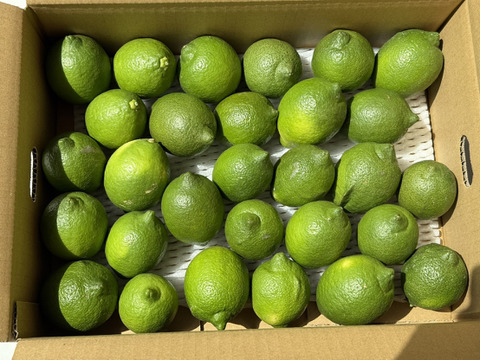 香り際立つ えひめ農園のグリーンレモン 約2.7kg（ワックス・防かび剤不使用・皮まで活用可）／送料別・数量限定