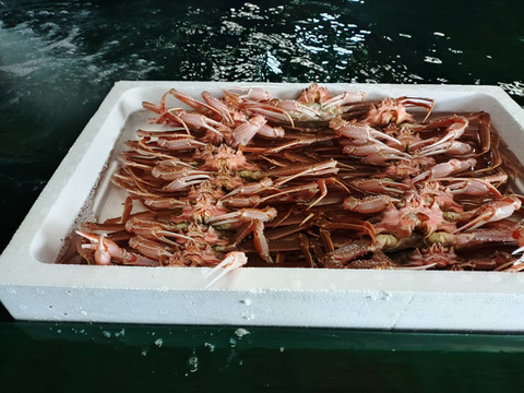 ※期間限定特売セール‼【北海道産】活ズワイガニ　サイズ小中　7.5kg