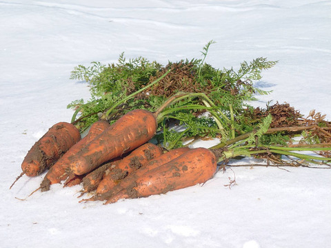 【信州産】季節の有機野菜（４品目）とピクルス（２瓶）のセット