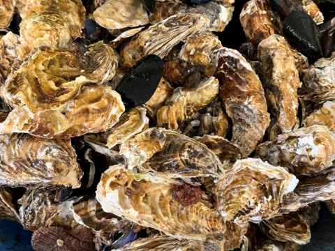 5kg 海から水揚げしたままの牡蠣【要説明確認】生食用 ムール貝 アカザラガイ 手間のかかる牡蠣です 生牡蠣 牡蛎 kaki oyster 松島牡蠣屋 かき カキ 半分程度は不要なゴミが出ます BBQ