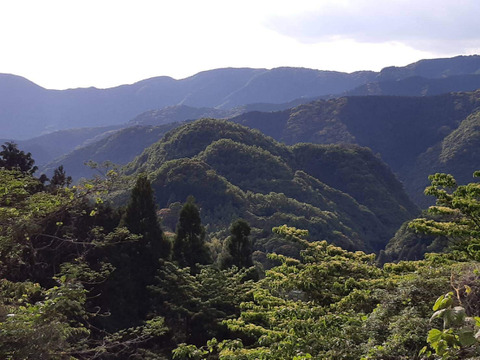 市場流通１％未満!　熊本北部山麓で採れた日本みつばち蜂蜜６００ｇ