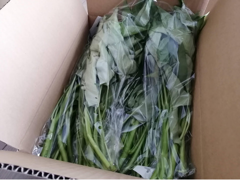 シャキシャキ食感、採りたて空芯菜！！（80サイズ箱いっぱい）