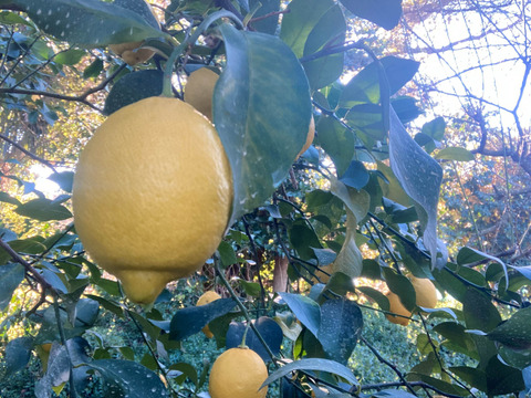 香り際立つ本格派レモン｜皮まで使える リスボンレモン　１㎏（静岡県産）