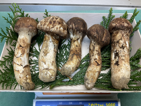 秋の味覚の王様】松茸/マツタケ/まつたけ/純国産/つぼみ/209g【特上