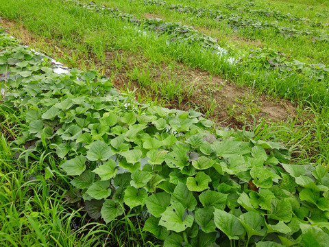 2024年　固定種、在来種、野菜苗 2024年 固定種野菜の苗の販売 受け渡しは5月1日から5月15日まで
