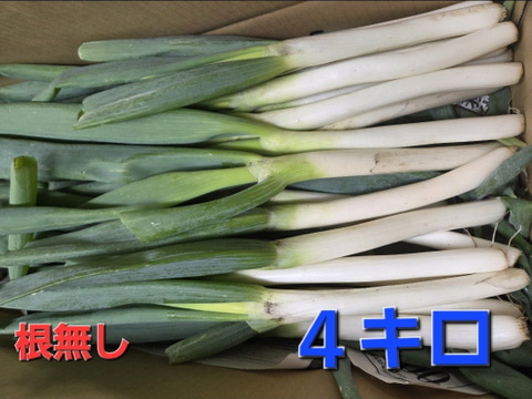 【ネギ専用箱・新鮮袋付き】堆肥、農薬一切無し！！自然栽培ネギ　根切り済み　4キロ