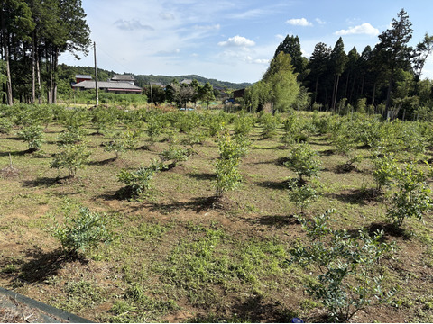 【冷蔵】ジャム用「高滝湖ブルーベリー」（露地栽培）１Kg（ハイブッシュ）