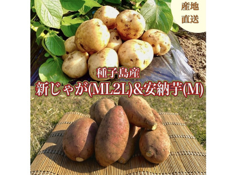【期間限定】種子島産 新じゃが(M・L・2L)＆熟成安納芋(Mサイズ)｜合計 4kg 旬の味わいセット🍠🥔