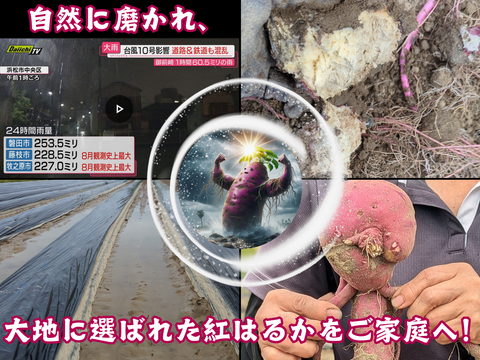 ネットリ甘ーい紅はるかを愛情価格でお届け！(10kg）