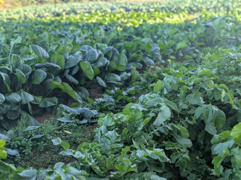 ❄️☃️冬の野菜セット☃️❄️