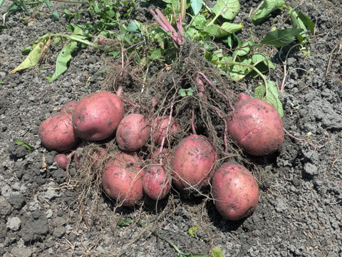 じゃがいも　アンデスレッド５kg【栽培期間中農薬不使用】数量限定