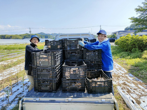 ☆熊本産☆おとめ黒にんにく1キロ (農薬･化学肥料不使用)  ◇生にんにくおまけ付き◇  黒ニンニク にんにく ニンニク