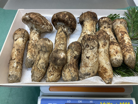 【秋の味覚の王様】松茸/マツタケ/まつたけ/純国産/ほぼつぼみ/202g【特上】【最短当日発送】