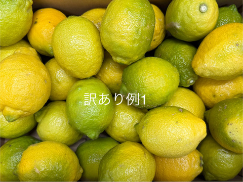 【天皇杯受賞農家】訳あり 高知県大月町産・農家直送 こじゃんとレモン 10kg（化学肥料/防腐剤/ワックス不使用）
