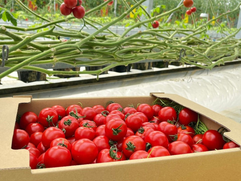 【糖度と旨味を凝縮！】👑こだわり👑アザミュートマト🍅3kg